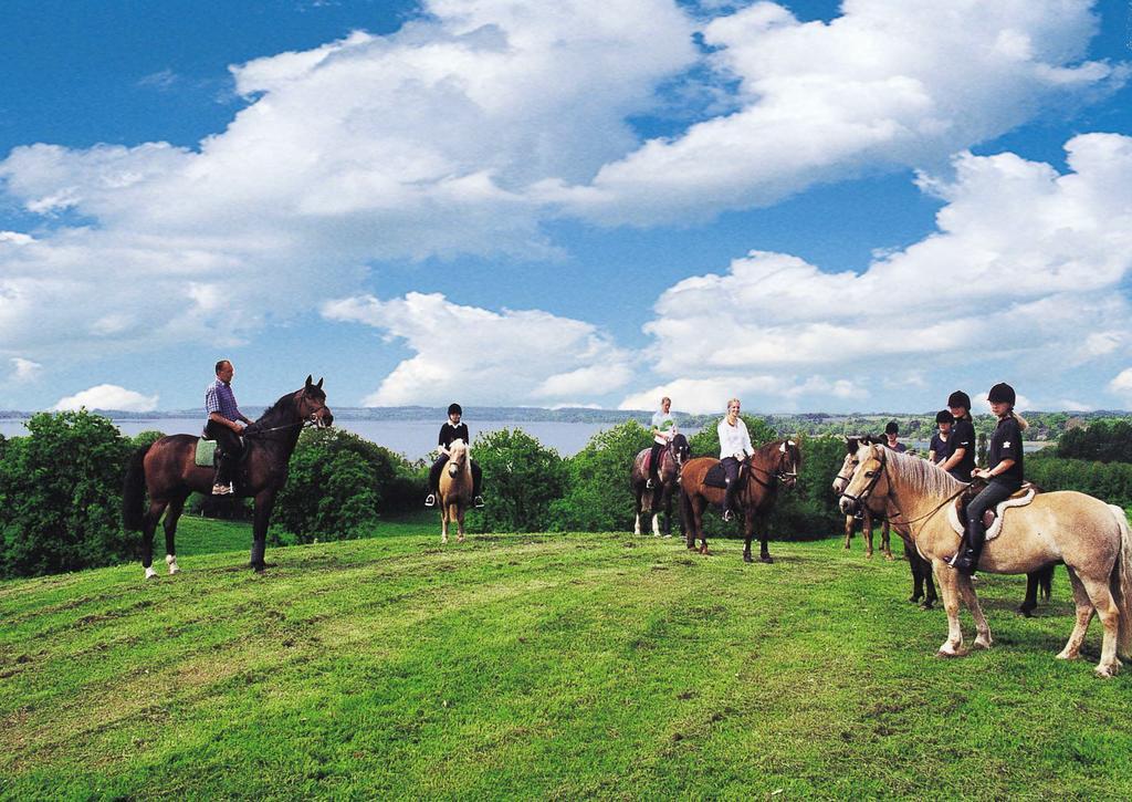Ponyhof Naeve Am Wittensee Gross Wittensee Exteriör bild